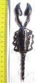 Heterometrus cyaneus Indonesia, Java  160mm - INSECTS-STORE.RU
