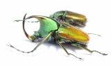 Theodosia magnifica, pair  Indonesia, Kalimantan 30mm - INSECTS-STORE.RU