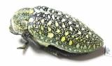 Julodis euphratica ssp.  Iran, Hormozgan prov. - INSECTS-STORE.RU