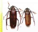 Derobrachus procerus  Honduras - INSECTS-STORE.RU