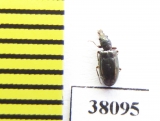 Salpingidae, Rhinosimus viridiaeneus  USA - INSECTS-STORE.RU