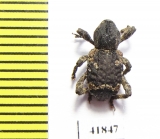 Curculionidae sp.  Zambia - INSECTS-STORE.RU