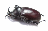 Eupatorus endoi  Vietnam - INSECTS-STORE.RU