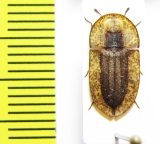 Cossyphus sp.  Zimbabwe - INSECTS-STORE.RU