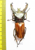 Cyclommatus lunifer  Malaysia, Borneo  46mm - INSECTS-STORE.RU