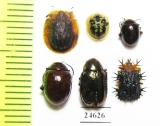Chrysomelidae sp.  Indonesia, Kalimantan - INSECTS-STORE.RU