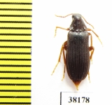 Melandrya modesta  Russia, Far East - INSECTS-STORE.RU