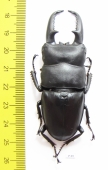 Dorcus titanus fafner  China  72mm - INSECTS-STORE.RU