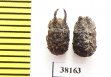 Tenebrionidae sp., pair  Indonesia, Sumatra - INSECTS-STORE.RU