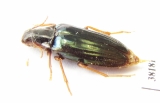 Melandrya rufipes  Russia, Far East - INSECTS-STORE.RU