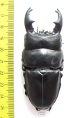 Dorcus alcides  Indonesia, Sumatra  86mm - INSECTS-STORE.RU