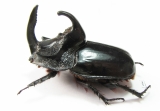 Trichogomphus simson  Indonesia, Sumatra 51mm - INSECTS-STORE.RU