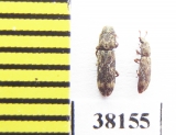 Niphopelta imperialis  Iran, Mazandaran prov. - INSECTS-STORE.RU