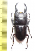 Dorcus ternatensis Indonesia, Halmahera isl.  42mm - INSECTS-STORE.RU