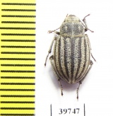 Pterolasia squalida  Morocco - INSECTS-STORE.RU