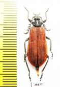 Pyrochroidae sp.  China, Shaanxi prov. - INSECTS-STORE.RU