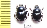 Canthon sp.  Mexico - INSECTS-STORE.RU