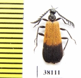 Pyrochroidae sp.  Indonesia, Kalimantan - INSECTS-STORE.RU