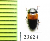 Erotylidae sp.  Madagascar - INSECTS-STORE.RU