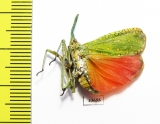 Saiva cardinalis  Thailand - INSECTS-STORE.RU