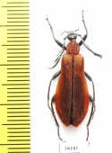 Pyrochroidae sp.  China, Yunnan prov. - INSECTS-STORE.RU
