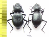 Cyphogenia aurita  Kazakhstan - INSECTS-STORE.RU