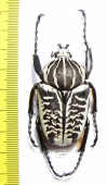 Goliathus albosignathus albosignathus  Zambia  51mm - INSECTS-STORE.RU