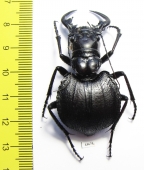 Manticora holubi  Zambia  51mm - INSECTS-STORE.RU