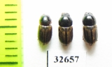 Aphodius lineolatus  Spain - INSECTS-STORE.RU