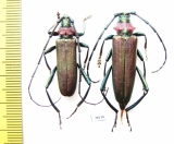 Aromia moschata malukhini, pair  Russia, Astrakhan reg. - INSECTS-STORE.RU