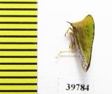 Membracidae sp.  Mexico - INSECTS-STORE.RU
