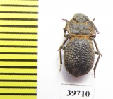 Pogonobasis sp.  Zambia - INSECTS-STORE.RU