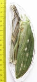 Arachnacris corporalis, female  Malaysia - INSECTS-STORE.RU