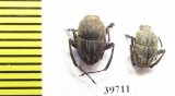 Sisyphus sp.  Zambia - INSECTS-STORE.RU