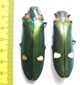 Megaloxantha bicolor nigricornis, pair  Malaysia - INSECTS-STORE.RU
