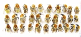 Bombus sp.  Russia, Astrakhan reg. - INSECTS-STORE.RU
