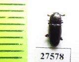 Nitidulidae sp.  Madagascar - INSECTS-STORE.RU