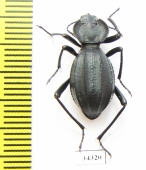 Akis richteri  Morocco - INSECTS-STORE.RU