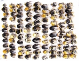 Bombus sp.  Russia, Tver reg. - INSECTS-STORE.RU