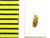 Derodontidae, Derodontus longiclavis  Russia, Far East - INSECTS-STORE.RU