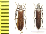 Calopus serraticornis, pair  Russia, Tver reg. - INSECTS-STORE.RU
