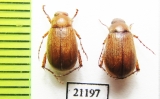 Triodontella raymondi  Italy, Sardinia - INSECTS-STORE.RU