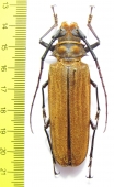 Orthomegas fragosoi  Costa Rica 67mm - INSECTS-STORE.RU