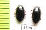 Dytiscidae sp.  Kazakhstan - INSECTS-STORE.RU