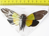 Trengganua sybylla  Malaysia - INSECTS-STORE.RU