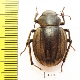 Pimelia senegalensis  Senegal - INSECTS-STORE.RU