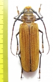 Orthomegas fragosoi  Costa Rica 65mm - INSECTS-STORE.RU