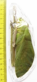 Arachnacris corporalis, male  Malaysia - INSECTS-STORE.RU