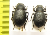 Pimelia capito, pair  Russia - INSECTS-STORE.RU
