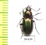 Aristochroa kaznakovi  China, Sichuan prov. - INSECTS-STORE.RU